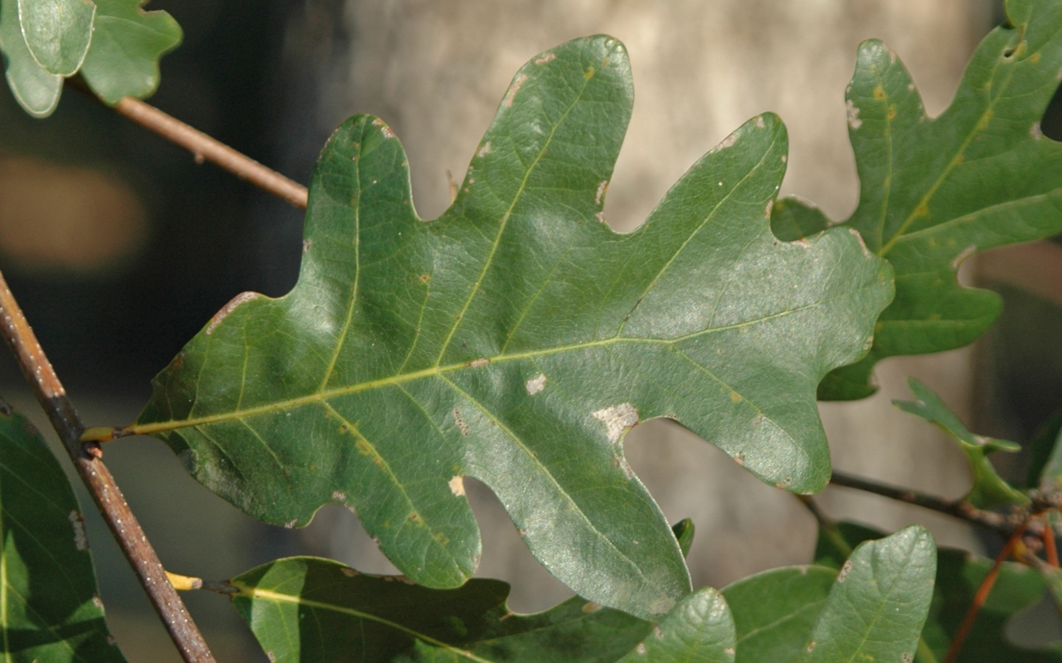 white oak leaf